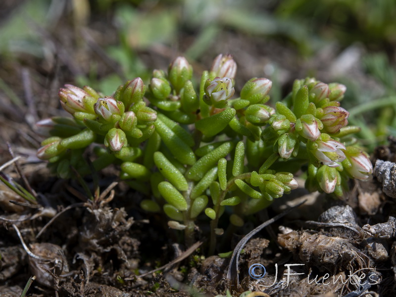 Sedum nevadense.09