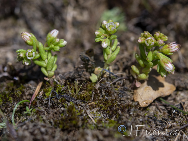 Sedum nevadense.10