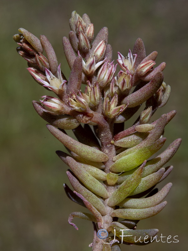 Sedum rubens.01