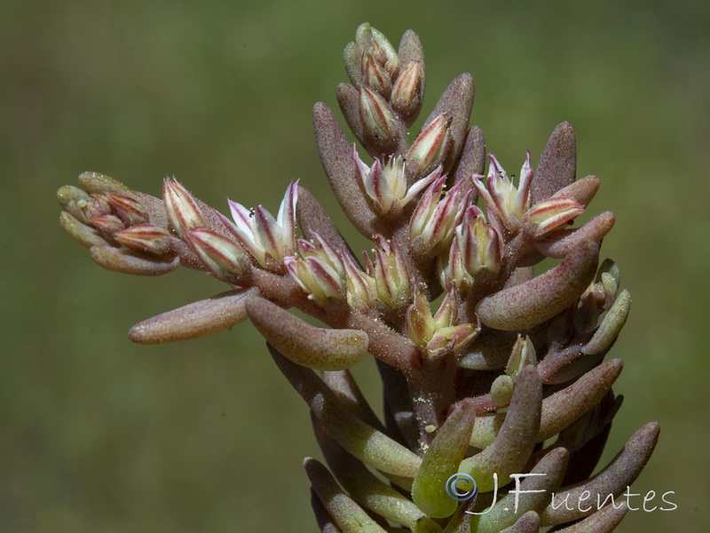 Sedum rubens.02