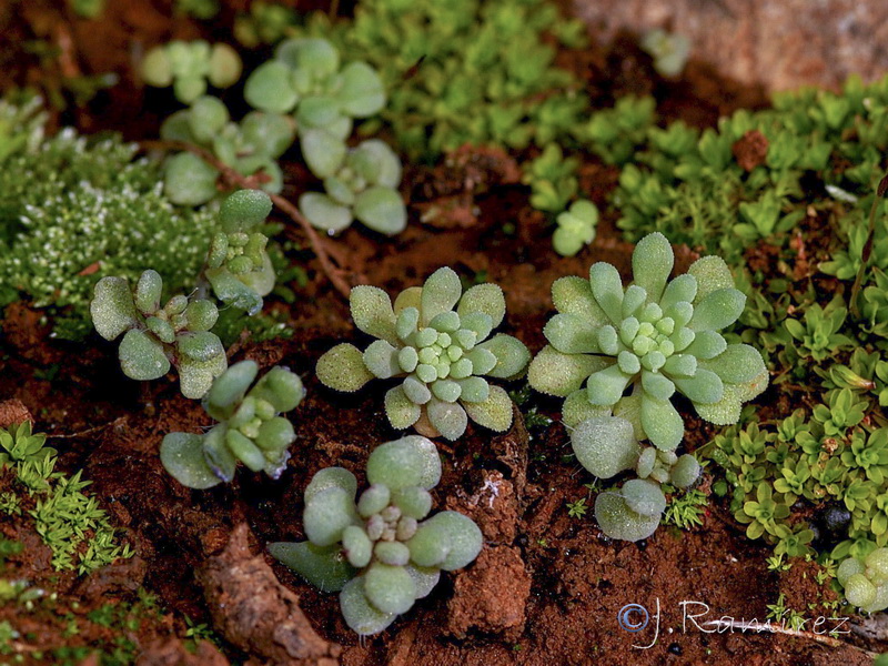 Sedum rubens.04