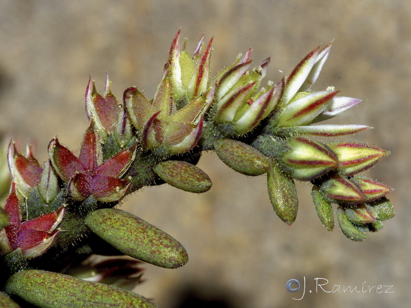 Sedum rubens.05