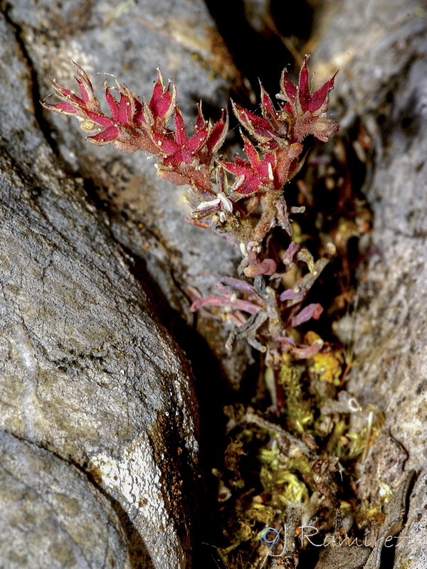 Sedum rubens.10