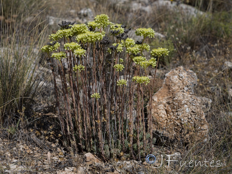 Sedum sediforme.01