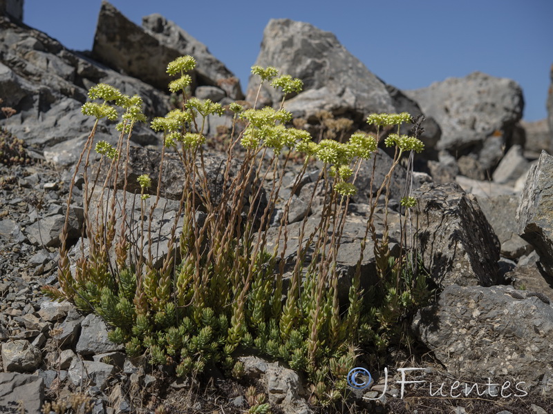 Sedum sediforme.02