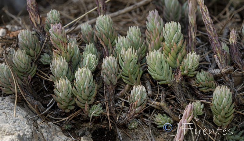 Sedum sediforme.04