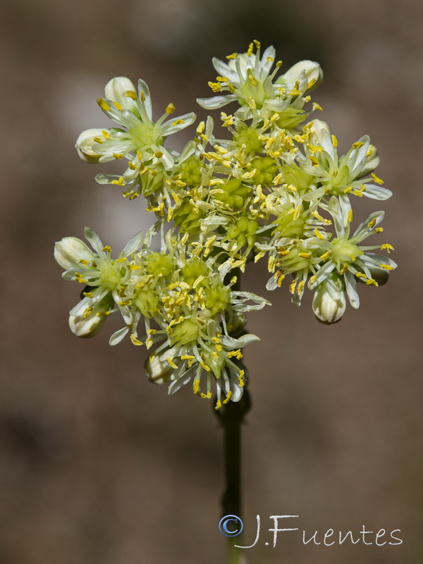 Sedum sediforme.05