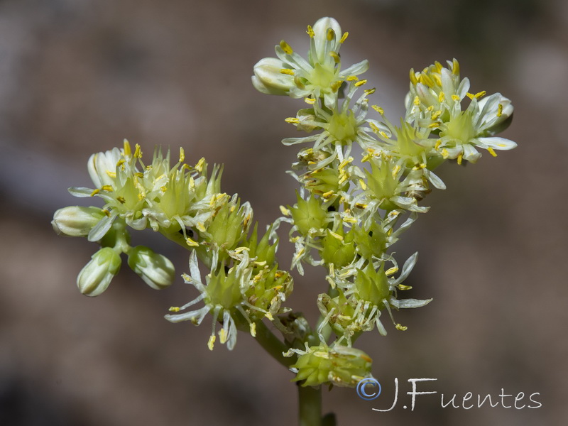 Sedum sediforme.06