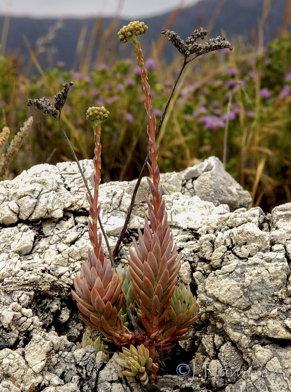 Sedum sediforme.07