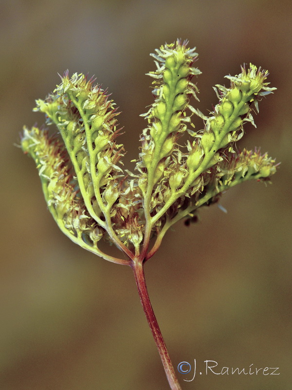 Sedum sediforme.15