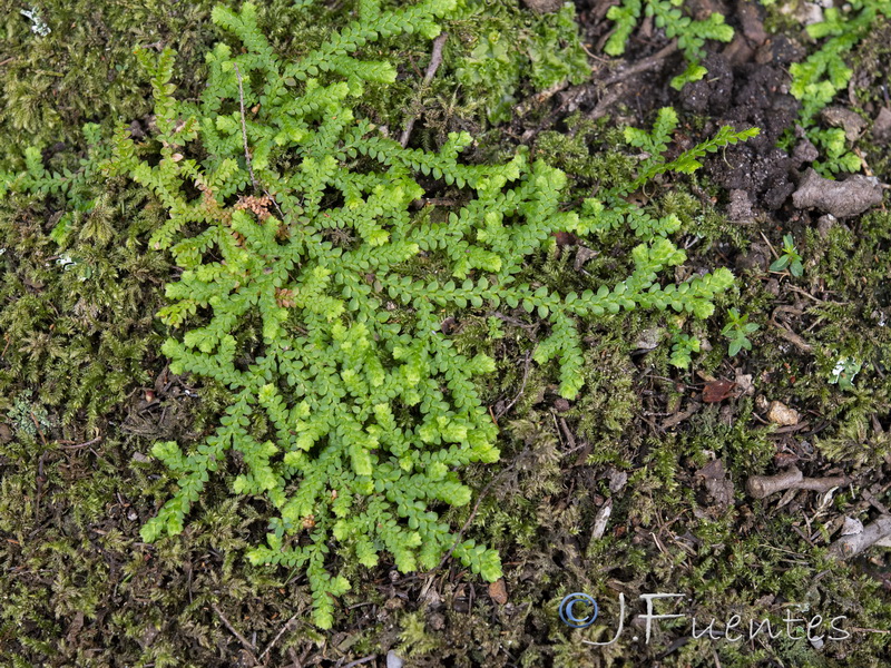 Selaginella denticulata.07