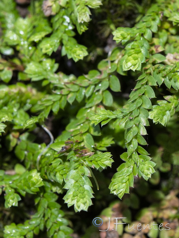 Selaginella denticulata.02