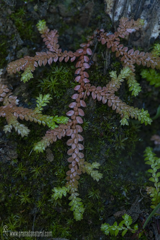 Selaginella denticulata