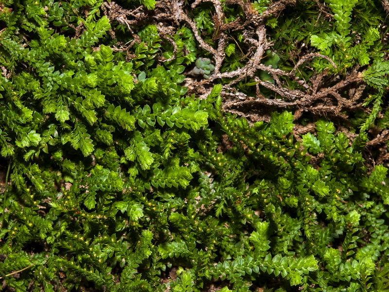 Selaginella denticulata.01