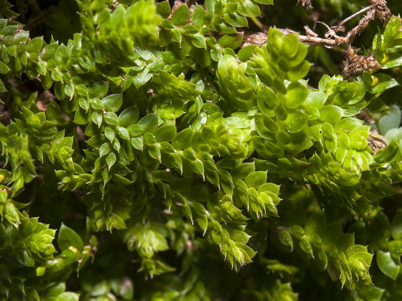 Selaginella denticulata.03