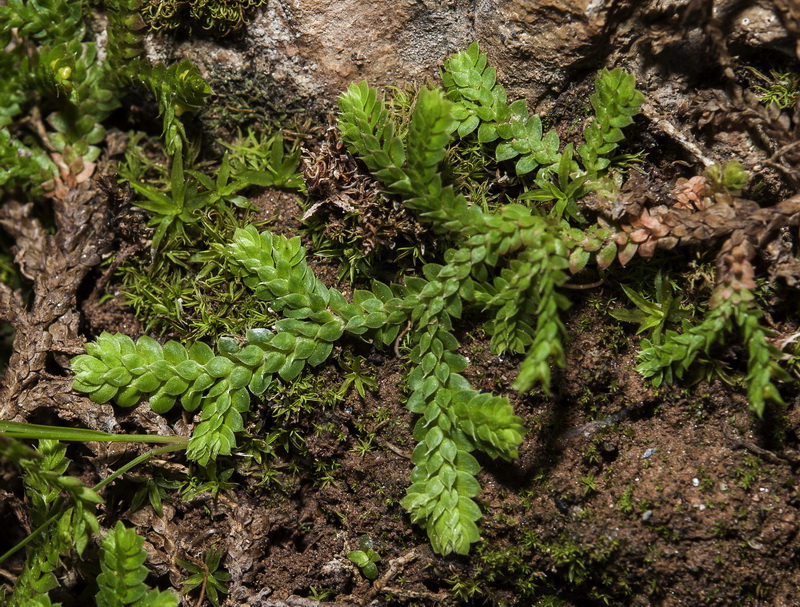 Selaginella denticulata.04