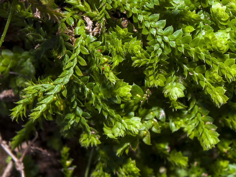 Selaginella denticulata.06