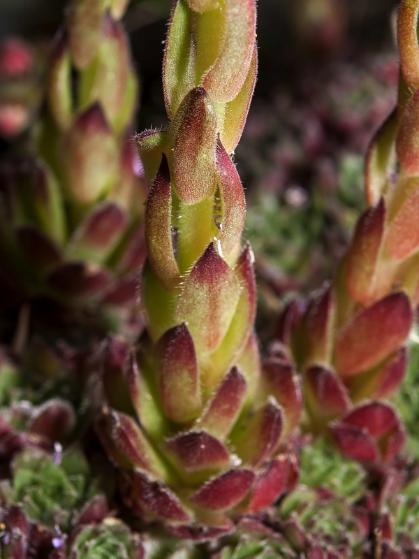 Sempervivum minutum.11