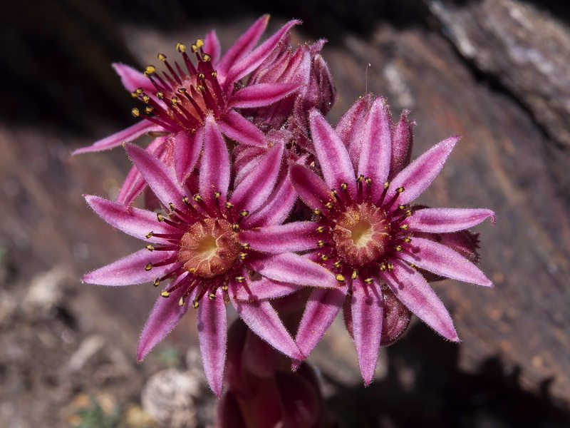 Sempervivum minutum.14