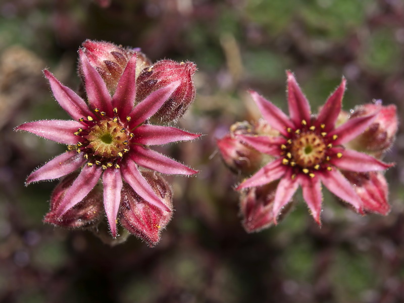 Sempervivum minutum.15