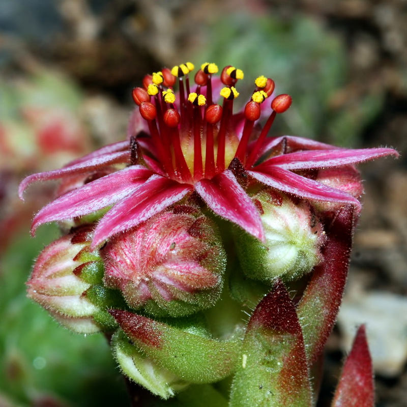 Sempervivum minutum.24