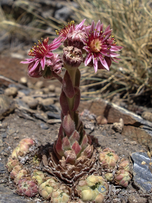 Sempervivum minutum.35