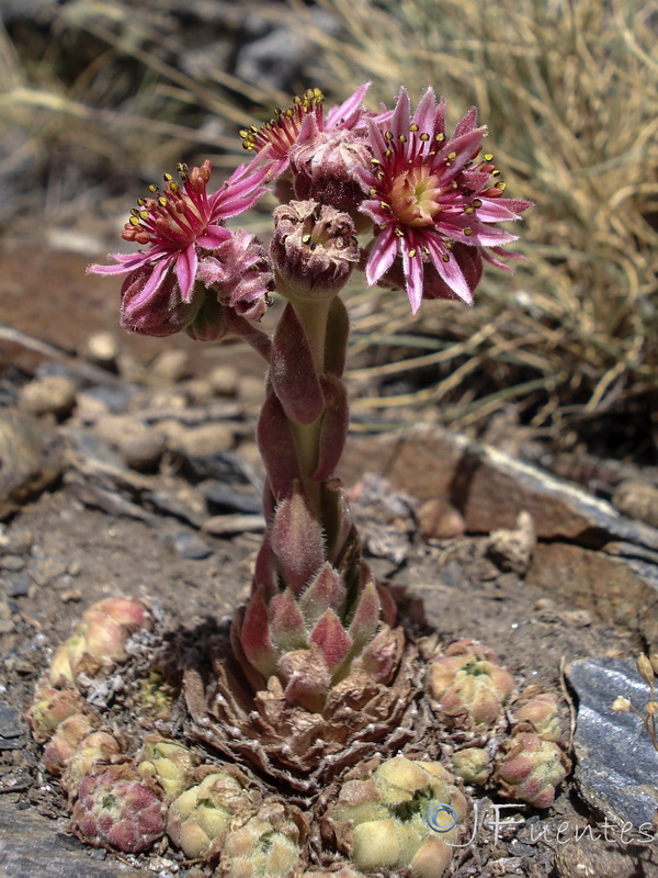 Sempervivum minutum.35