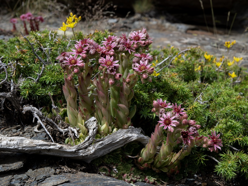 Sempervivum minutum.29