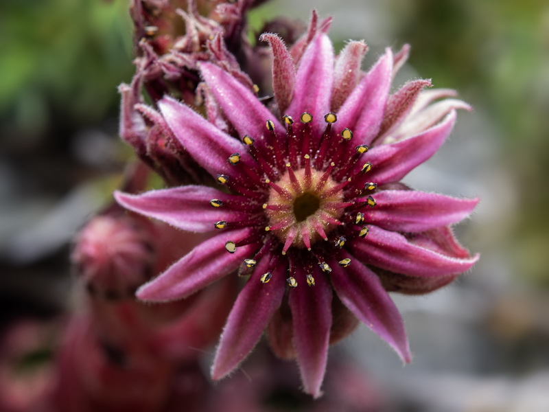 Sempervivum minutum.44