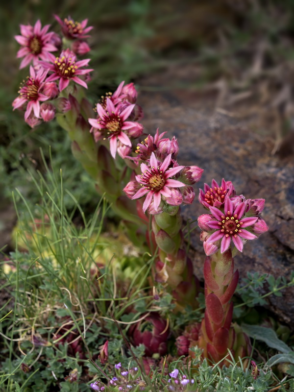 Sempervivum minutum.45