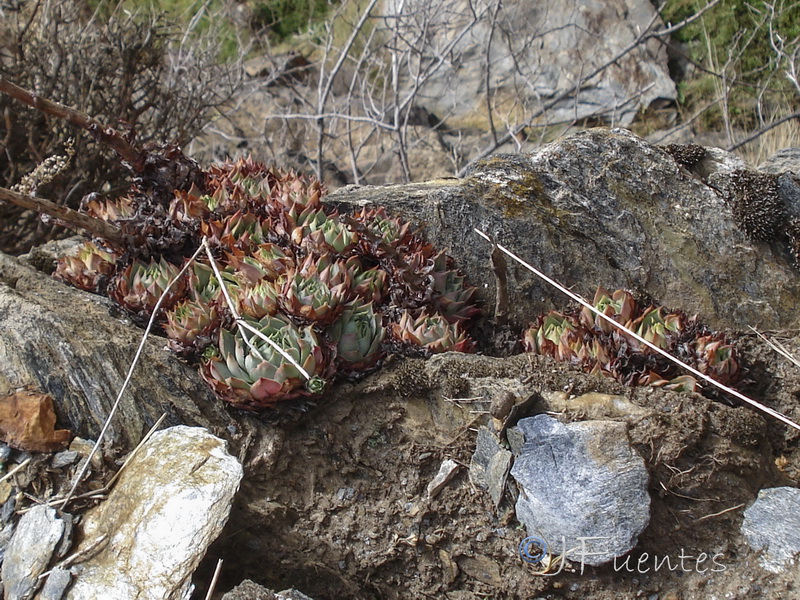 Sempervivum tectorum.02