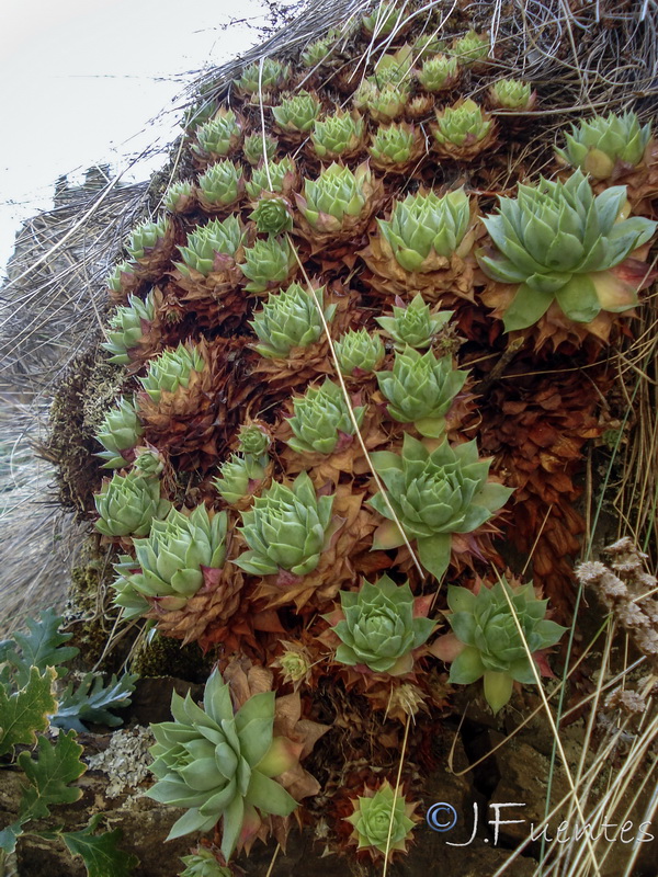 Sempervivum tectorum.03