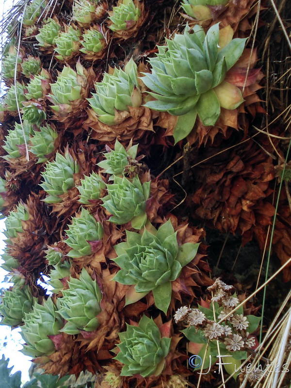 Sempervivum tectorum.04