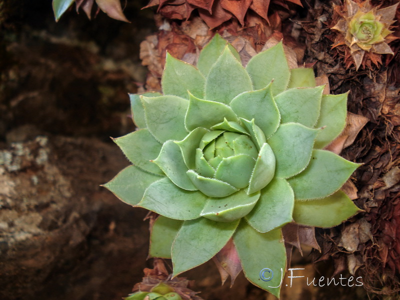 Sempervivum tectorum.05