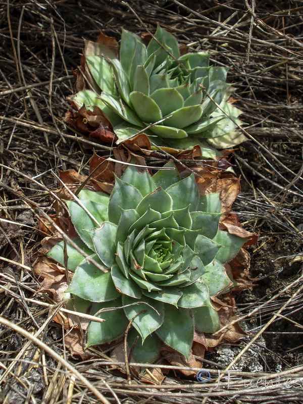 Sempervivum tectorum.06