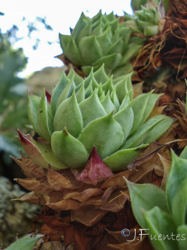 Sempervivum tectorum.07
