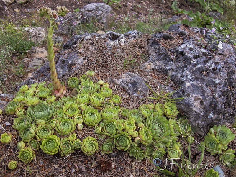 Sempervivum tectorum.09