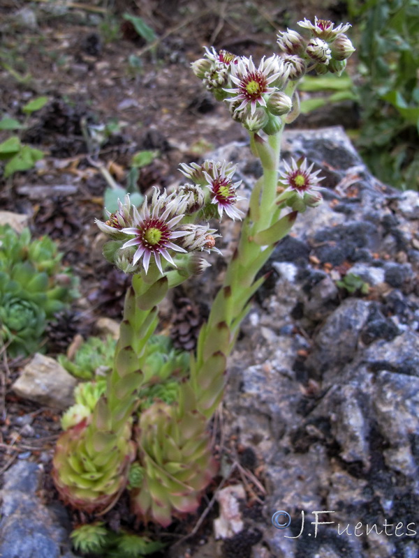 Sempervivum tectorum.11