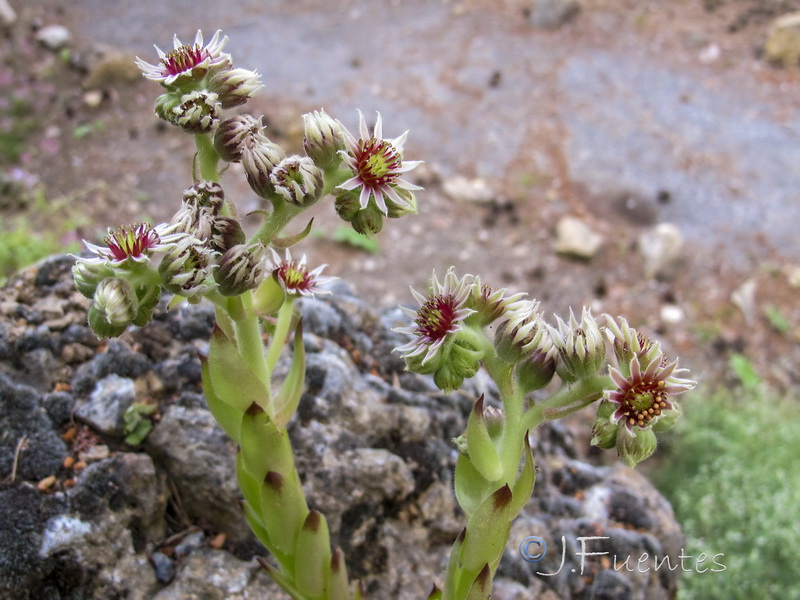 Sempervivum tectorum.15