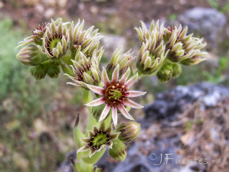 Sempervivum tectorum.16