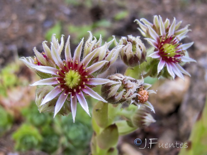 Sempervivum tectorum.17