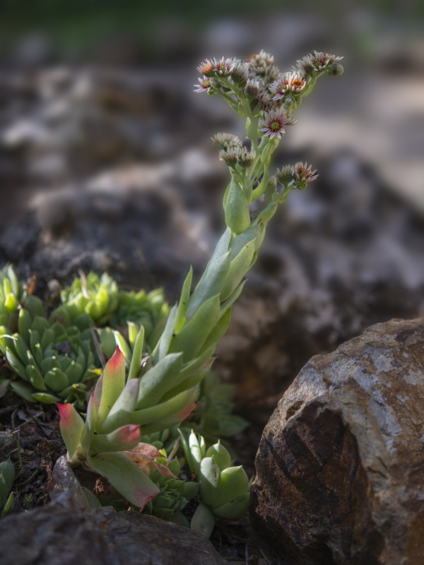 Sempervivum tectorum.18