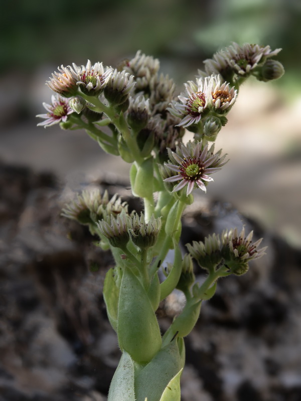 Sempervivum tectorum.19