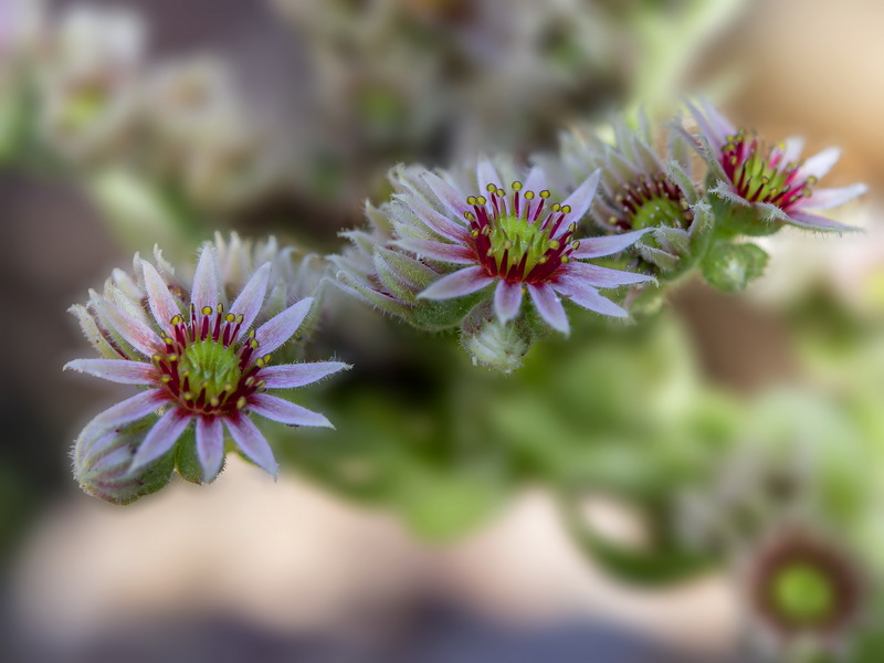 Sempervivum tectorum.24