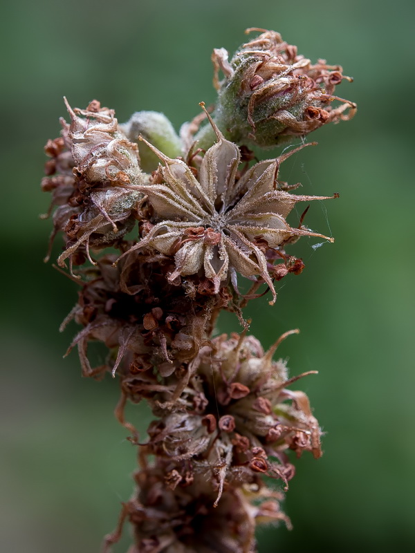 Sempervivum tectorum.25