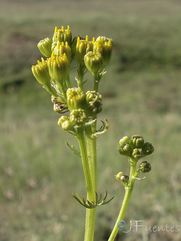 Senecio adonidifolius.03