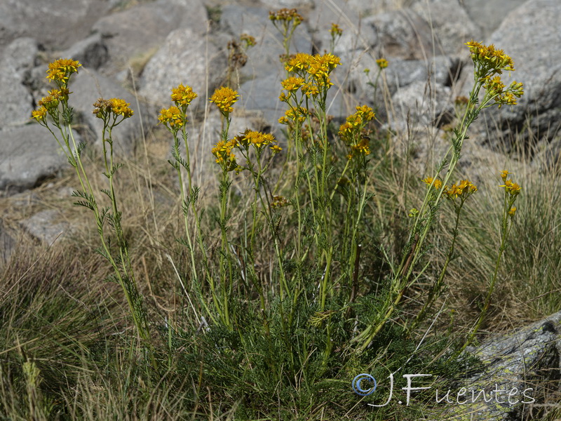 Senecio adonidifolius.01