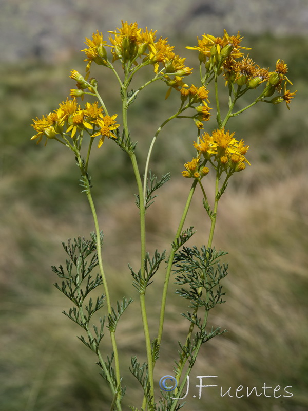 Senecio adonidifolius.09