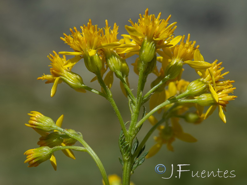 Senecio adonidifolius.05