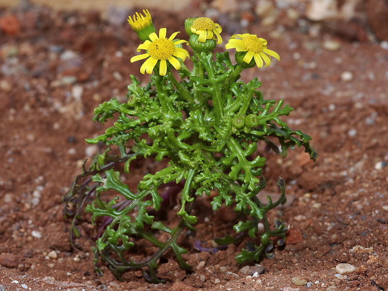 Senecio alboranicus.01